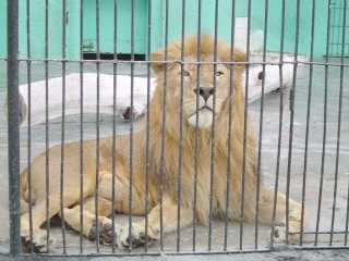 ZOOLOGICO PARQUE DE LAS LEYENDAS LEON