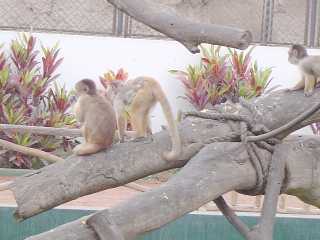 PARQUE DE LAS LEYENDAS MONOS