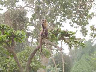 PARQUE DE LAS LEYENDAS MONOS 01