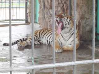 PARQUE DE LAS LEYENDAS TIGRE