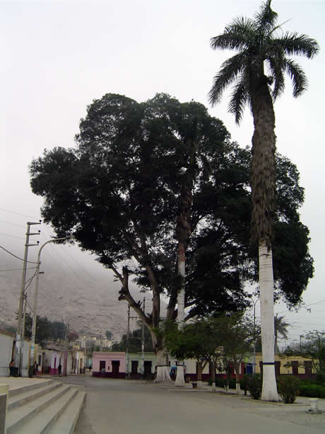 sayan tree