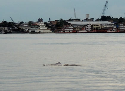 DELFIN ROSADO DEL AMAZONAS 02