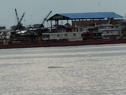 DELFIN ROSADO DEL AMAZONAS 05