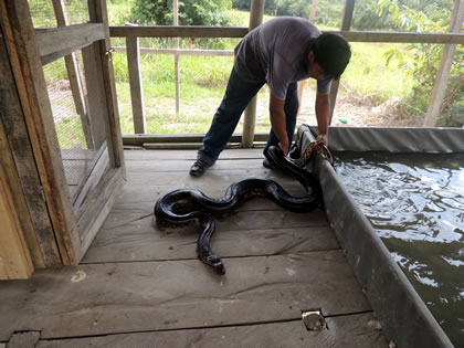 EL PARAISO DEL AMAZONAS ANACONDA 03