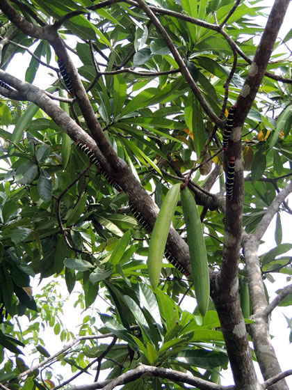 EL PARAISO DEL AMAZONAS ESFINGE DE TETRIO 03