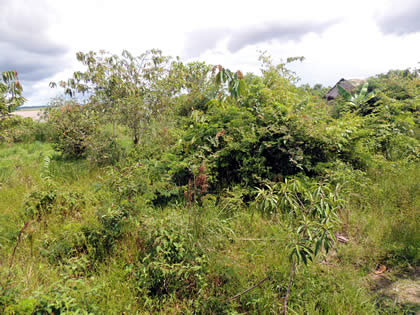 EL PARAISO DEL AMAZONAS - PITON (PYTHON) 01