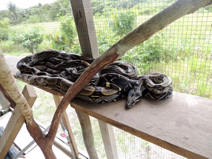 EL PARAISO DEL AMAZONAS - PITON (PYTHON) 02