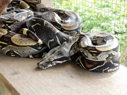 EL PARAISO DEL AMAZONAS - PITON (PYTHON) 03