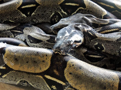 EL PARAISO DEL AMAZONAS - PITON (PYTHON) 04