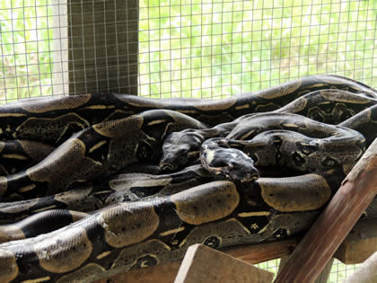 EL PARAISO DEL AMAZONAS - PITON (PYTHON) 05