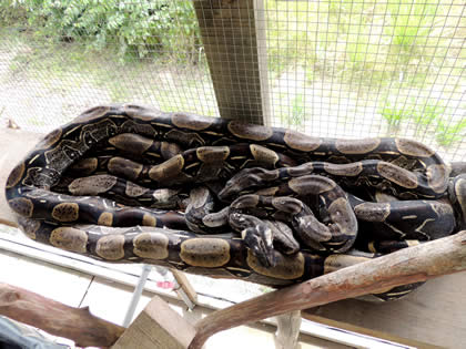 EL PARAISO DEL AMAZONAS - PITON (PYTHON) 06