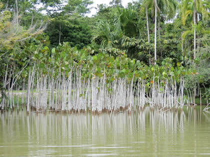 FOTOS DIVERSAS DE IQUITOS 30