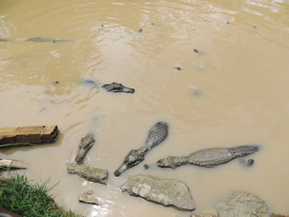 FUNDO PEDRITO - CAIMANES 02