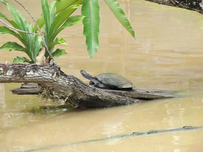 FUNDO PEDRITO - CAIMANES 07