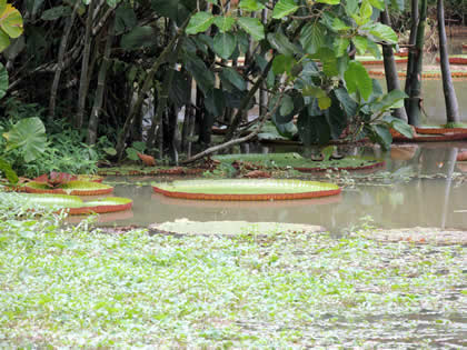 FUNDO PEDRITO - VICTORIA REGIA 01