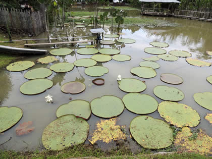 FUNDO PEDRITO - VICTORIA REGIA 02