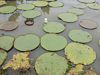 FUNDO PEDRITO - VICTORIA REGIA 03