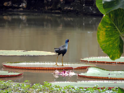 FUNDO PEDRITO - VICTORIA REGIA 09