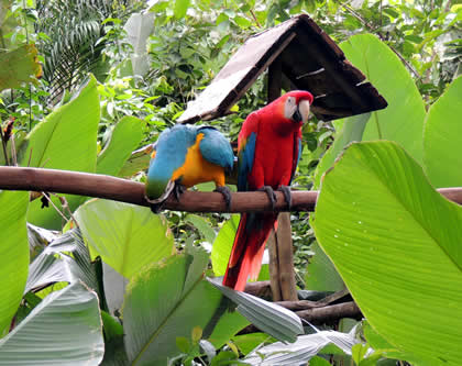 PILPINTUWASI - LOROS 04