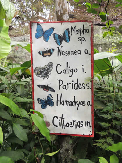 PILPINTUWASI - MARIPOSAS 08