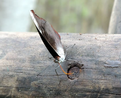 PILPINTUWASI MARIPOSAS 12