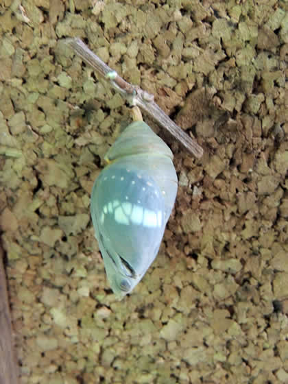 PILPINTUWASI MARIPOSAS 16