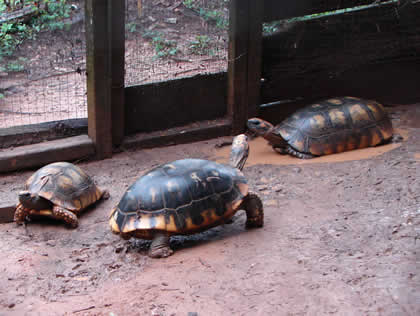 SERPENTARIO TROPIFAUNA 05