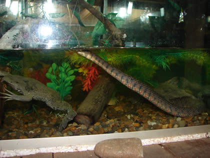 SERPENTARIO TROPIFAUNA 20