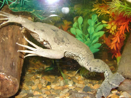 SERPENTARIO TROPIFAUNA 21