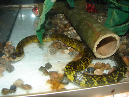 SERPENTARIO TROPIFAUNA 22