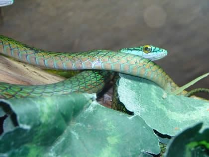 SERPENTARIO TROPIFAUNA 23