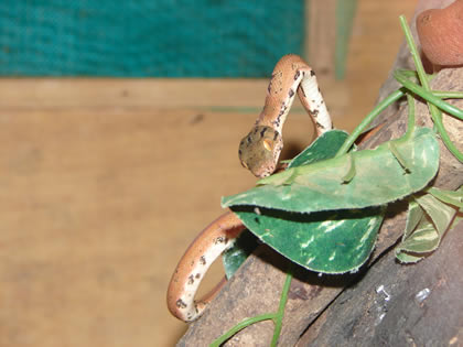 SERPENTARIO TROPIFAUNA 24
