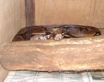 SERPENTARIO TROPIFAUNA 25