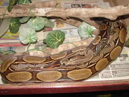 SERPENTARIO TROPIFAUNA 26