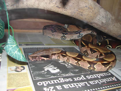 SERPENTARIO TROPIFAUNA 28