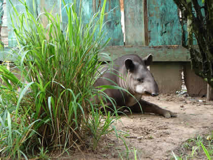 ZOOLOGICO EL JAGUAR 01