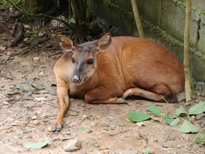 ZOOLOGICO EL JAGUAR 02