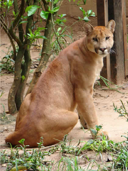 ZOOLOGICO EL JAGUAR 07