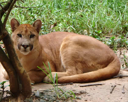 ZOOLOGICO EL JAGUAR 10