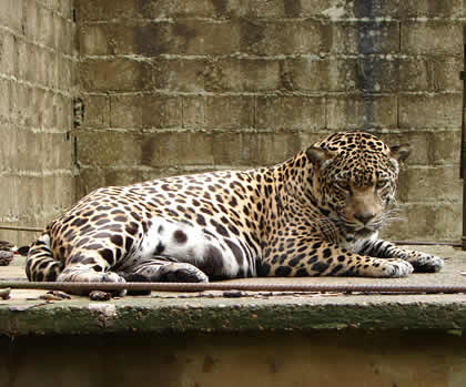 ZOOLOGICO EL JAGUAR 11