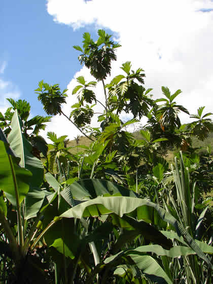 El Arbol
