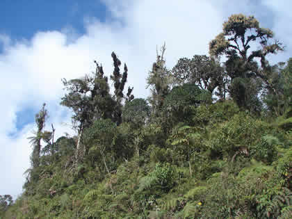 EL BOSQUE TSHO'LLET 03