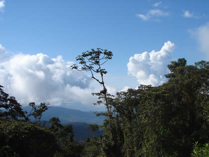 EL BOSQUE TSHO'LLET 05