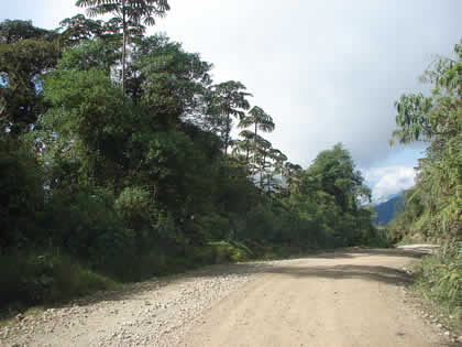 EL BOSQUE TSHO'LLET 06