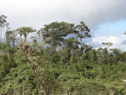 EL BOSQUE TSHO'LLET 08