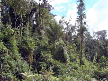 EL BOSQUE TSHO'LLET 09