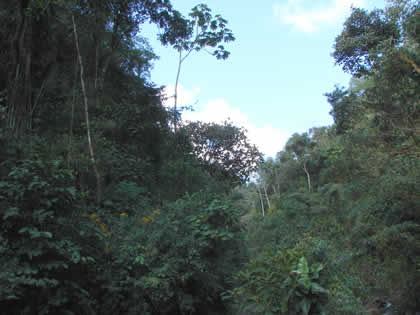 CATARATA DEL RIO TIGRE 10