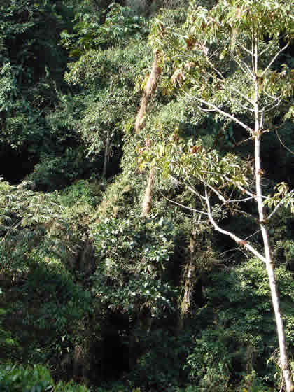 CATARATA DEL RIO TIGRE 11