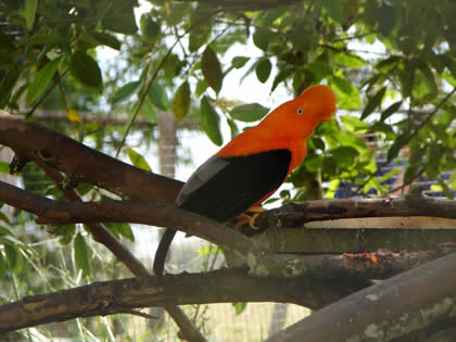 PARQUE NACIONAL YANACHAGA CHEMILLEN HABITAT DEL GALLITO DE LAS ROCAS 03