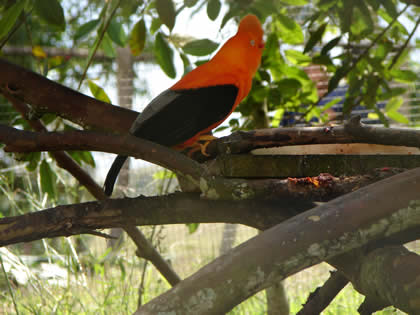 PARQUE NACIONAL YANACHAGA CHEMILLEN HABITAT DEL GALLITO DE LAS ROCAS 04